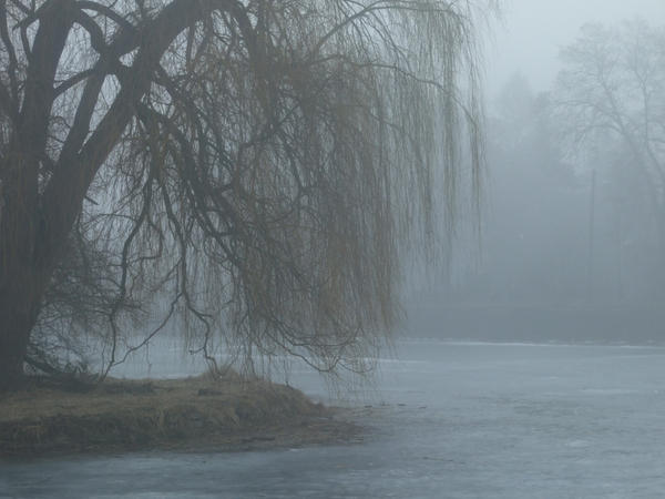 Foggy Pond 7