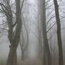 Misty Morning 8