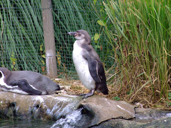 Penguin