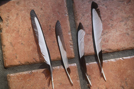 Magpie Feathers