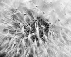 Dandelion in monochrome