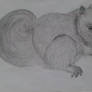 Sketching Squirrel
