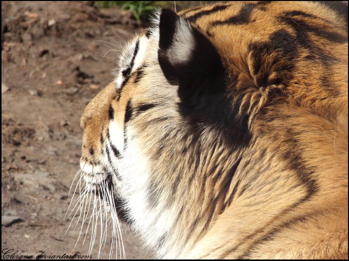 Tiger III.