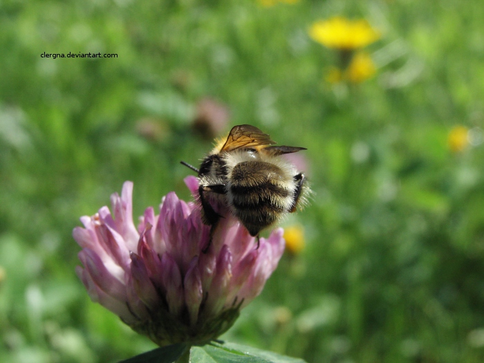 Bumblebee I.