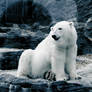 polar bear 002
