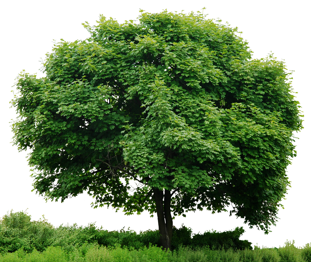 Tree Render Deviantart HD Tree Full Render by 3FixR on DeviantArt