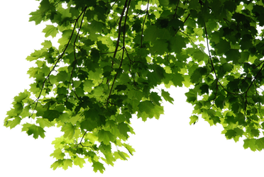 HD Tree Leaves Render