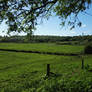 British Field Landscape