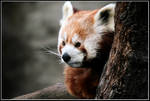 Red Panda by ninety-six