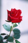 Red Rose Rosa Vermelha