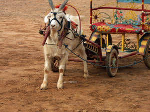 Goat and Carriage