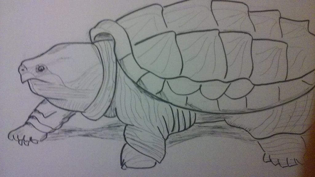 Snapping Turtle by ghast66665 on DeviantArt