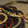 Red-sided Garter