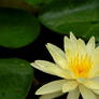 Water Lily