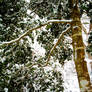 Holly Tree in the Snow