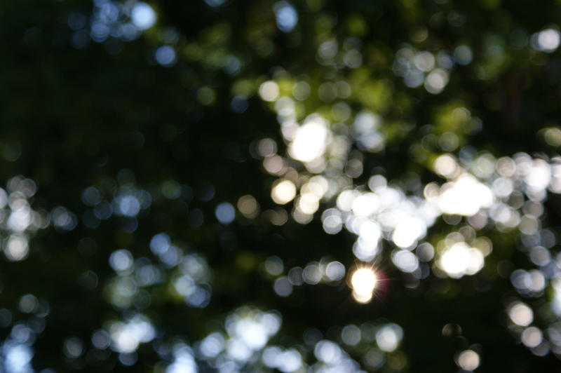 Sunlight Bokeh 1