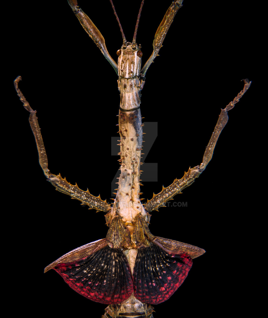 Fallax Stick Insect Achrioptera fallax - stick insect from Madagascar by gustav777 on ...
