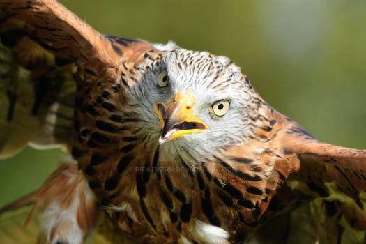 Red Kite, Milvus milvus