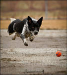 Drive! by ShelleyVPhoto