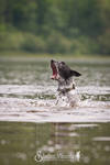 Lake Monster!! by ShelleyVPhoto