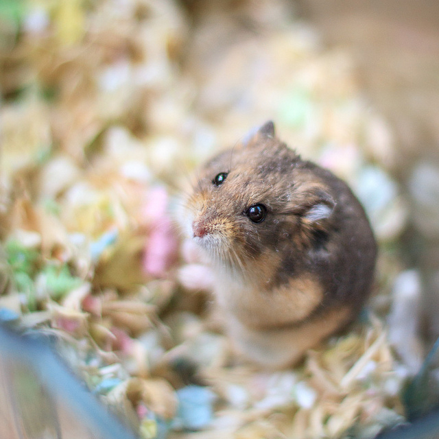 Lemmiwinks the Dwarf Hamster