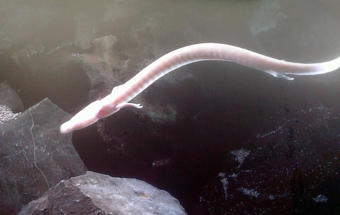 Animal Spotlight: Olm by Anti-Wolf on DeviantArt