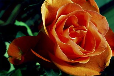 Orange Rose