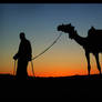 Of Camel And Man...