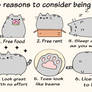 6 Reasons To Consider Being A Cat