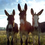 Donkeys