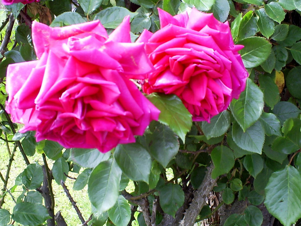 Deep Pink Roses 1 by miriamrebekah on DeviantArt
