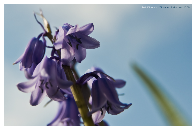 Bell Flowers