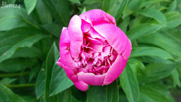 peony