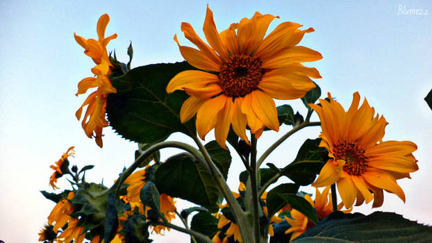 Sunflowers