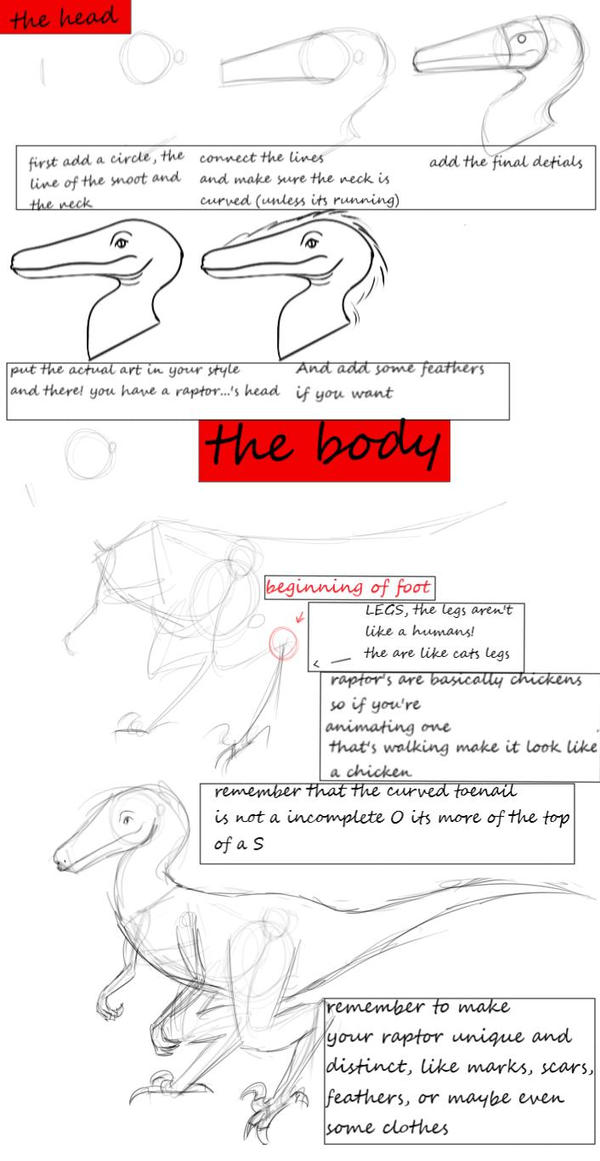 How To Draw Raptors by MrRaptor07 on DeviantArt