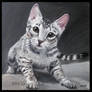 Ocicat Kitten