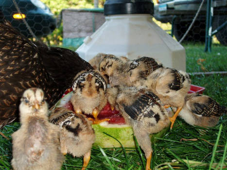 Watermelon Feast