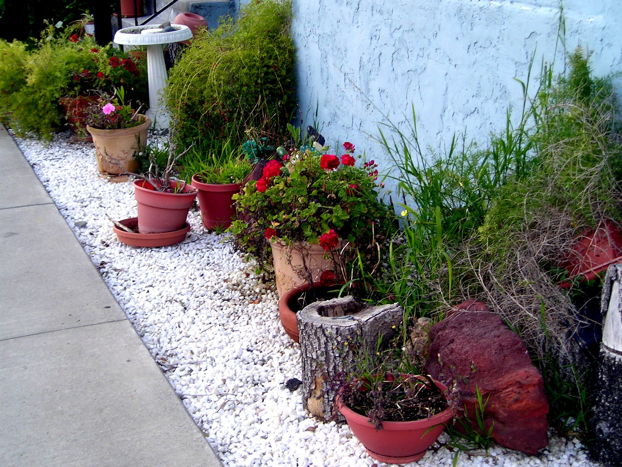 Potted Plants