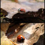 Lady.Bug