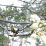 Bradford Pear