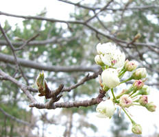 Bradford Pear