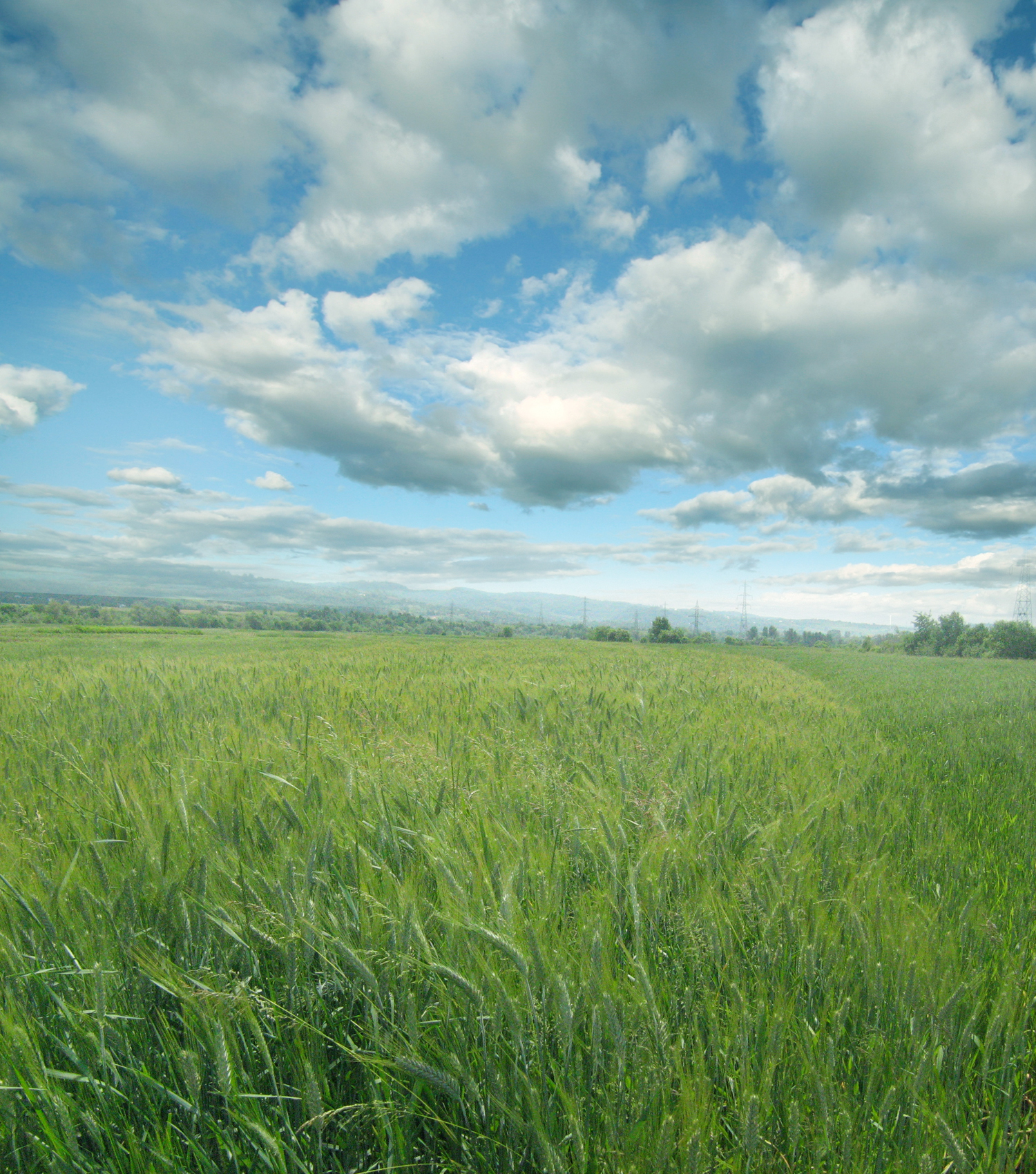 UNRESTRICTED - Sunny Field Premade