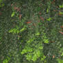 UNRESTRICTED - Foliage Texture 1