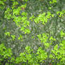 UNRESTRICTED - Foliage Texture 2