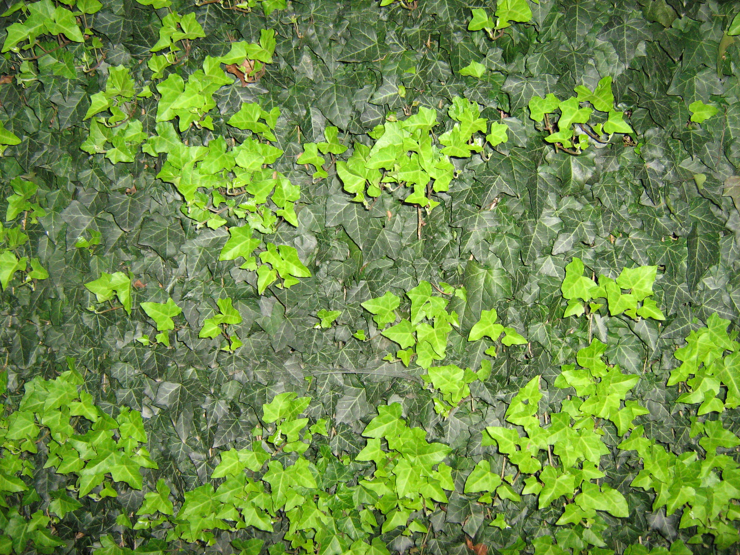 UNRESTRICTED - Foliage Texture 2