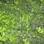 UNRESTRICTED - Foliage Texture 3