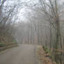 UNRESTRICTED - November '09 - Foggy Road