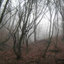 UNRESTRICTED - November '09 - Foggy Forest 1