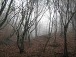 UNRESTRICTED - November '09 - Foggy Forest 1