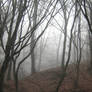 UNRESTRICTED - November '09 - Foggy Forest 2